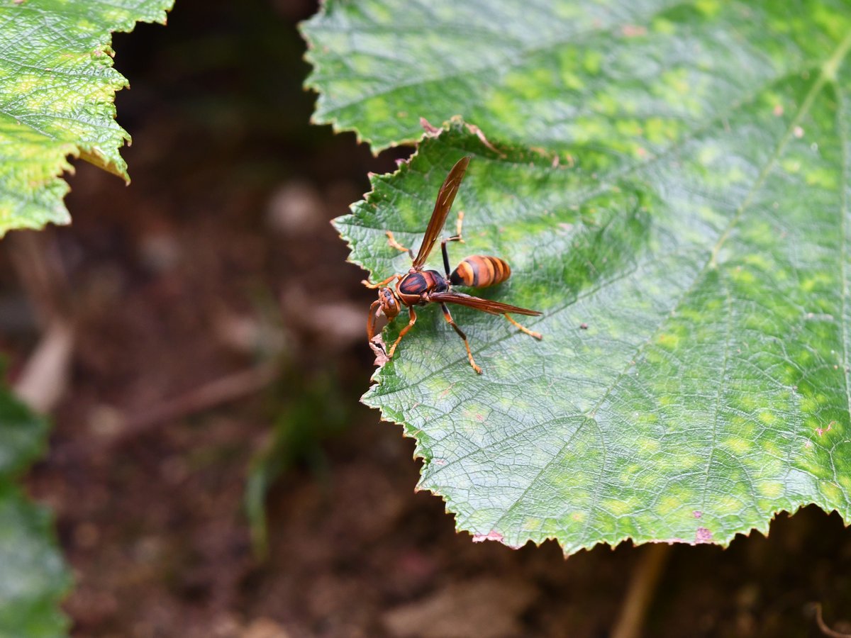 #62:
          Paper Wasp, Okinawa.
          f/ at mm - Shutter Speed: - ISO: